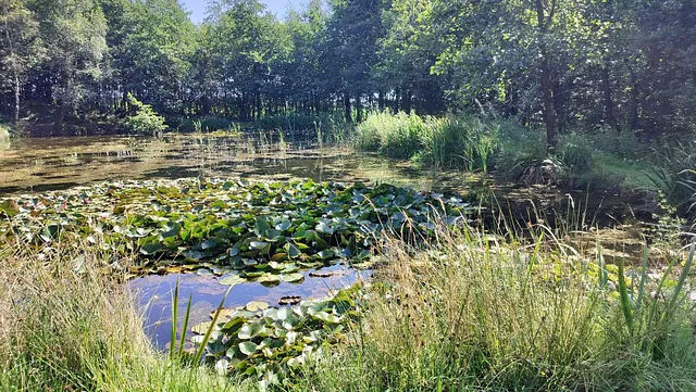 August-dag ved Viggos søer, Lintrup Præsteskov. 